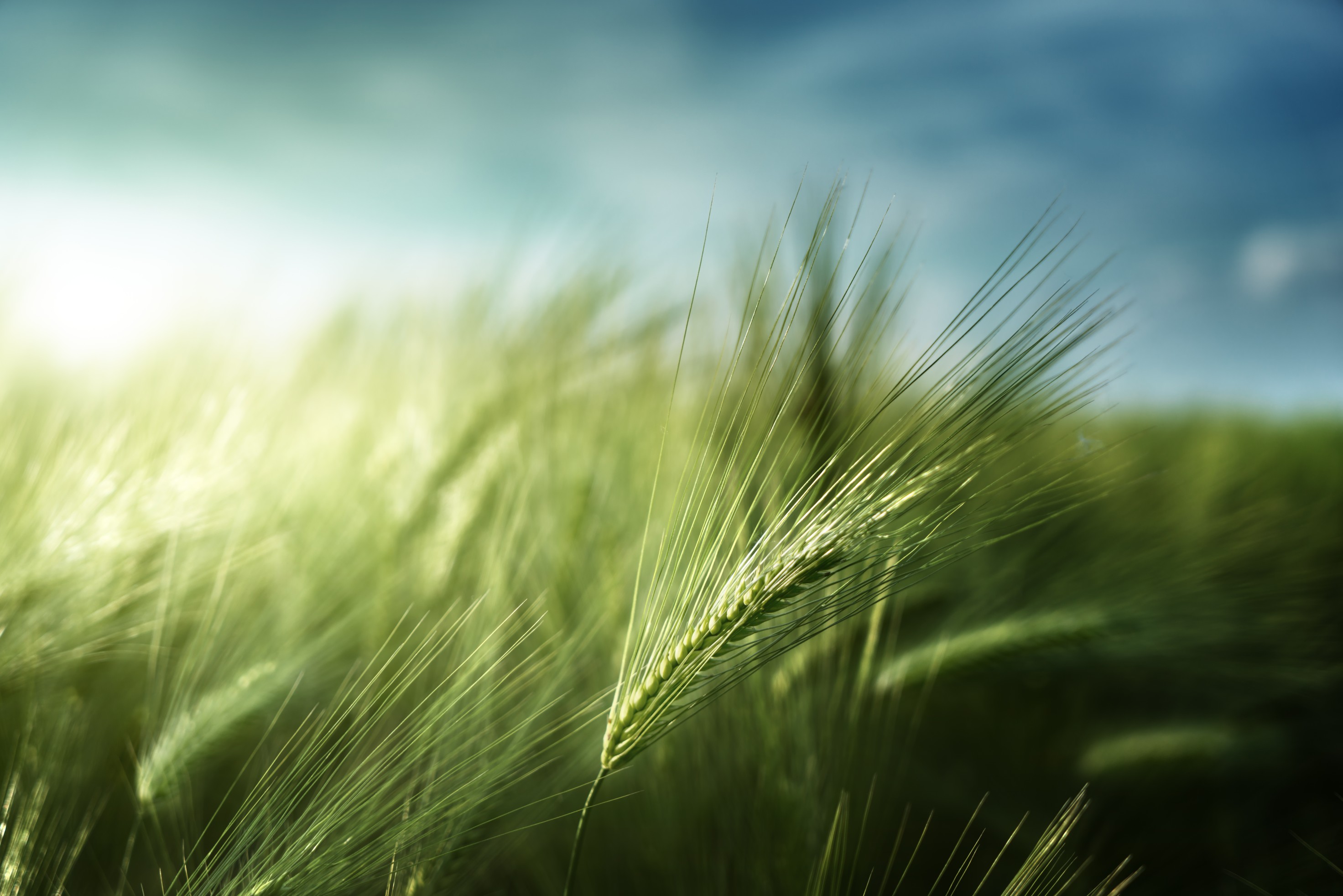 Soufflet Malt lance la première filière orge bas carbone tracée