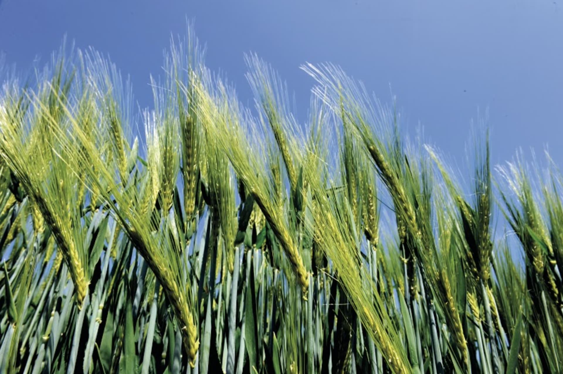 Guarantee the quality of our malting barley varieties