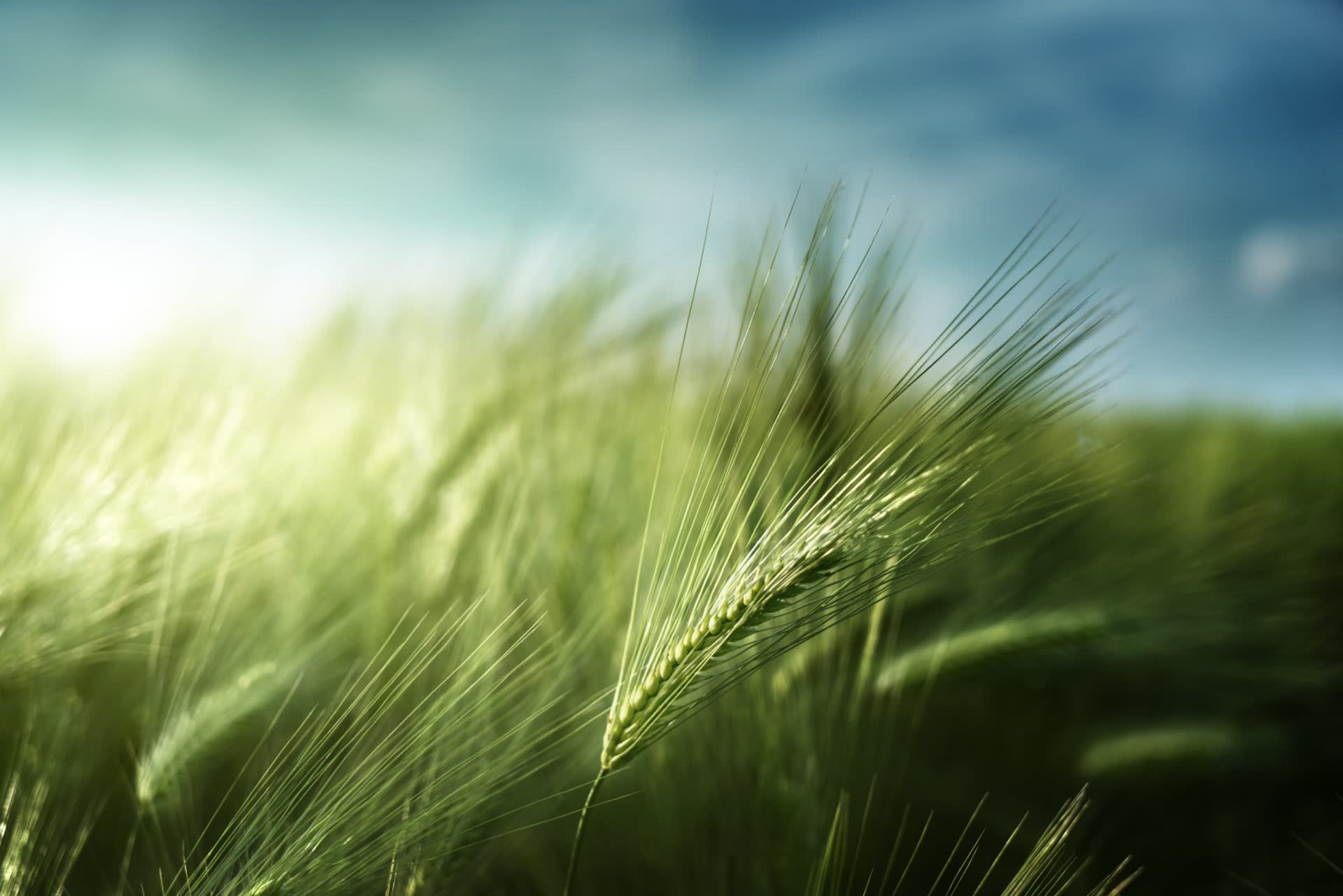 Climcare for a low carbon malt