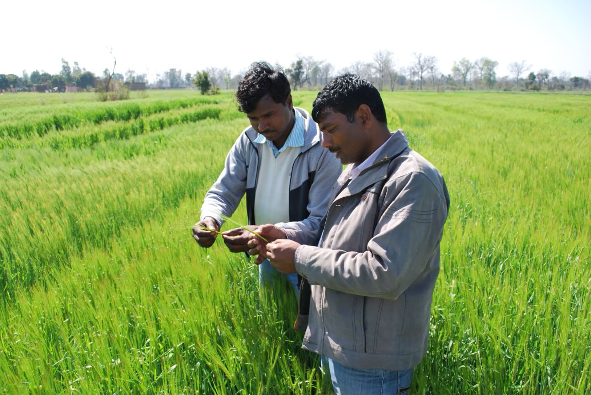 Anticipate climate-related risks on barley quality