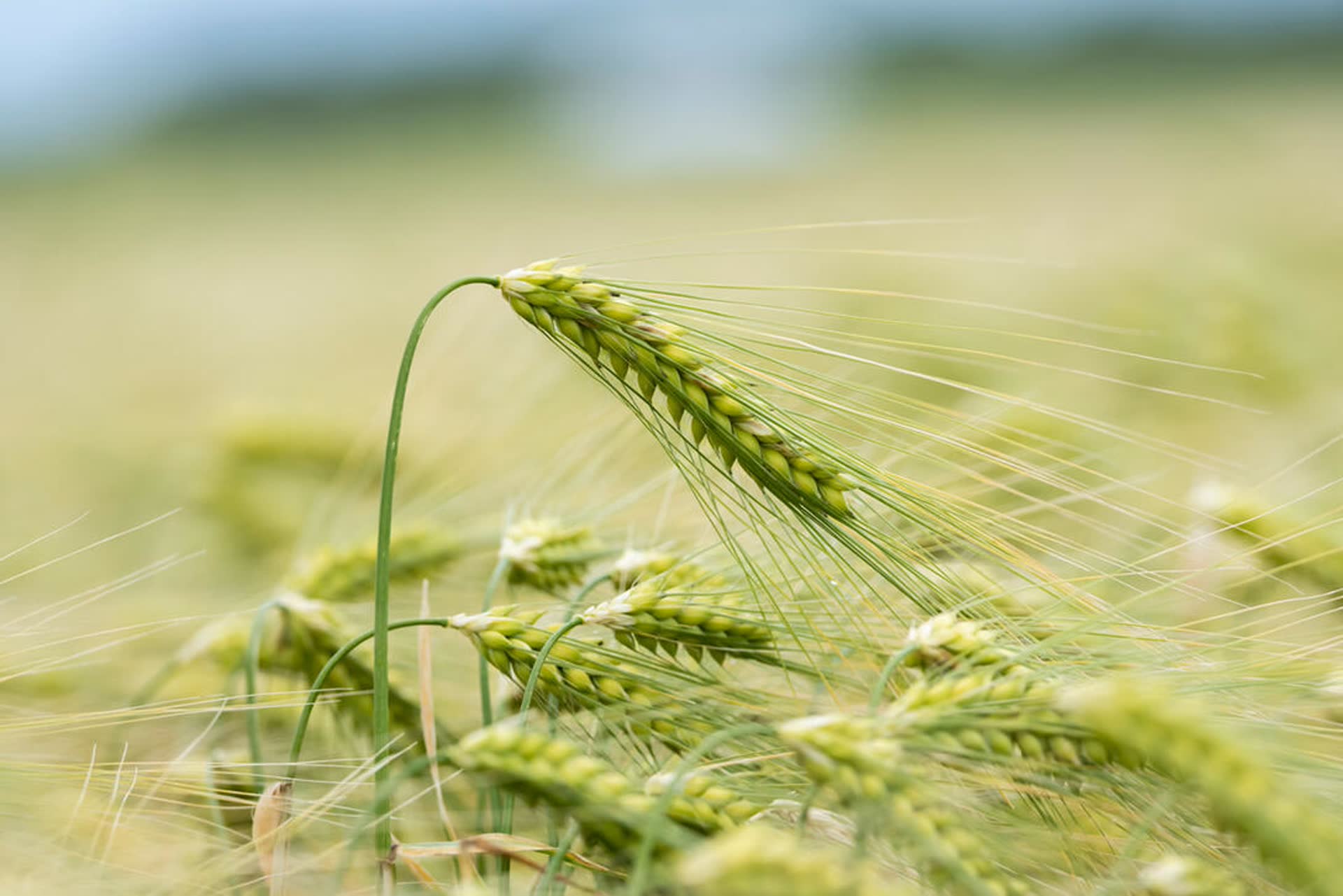 InVivo and Kronenbourg SAS launch France's first traced responsible barley chain