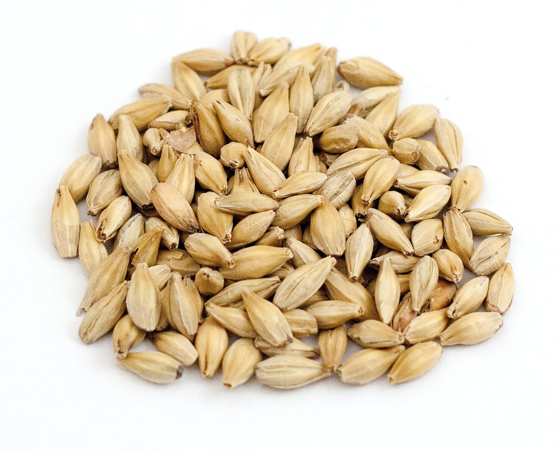 ORGANIC BISCUIT-TYPE TOURAMBRÉ MALT