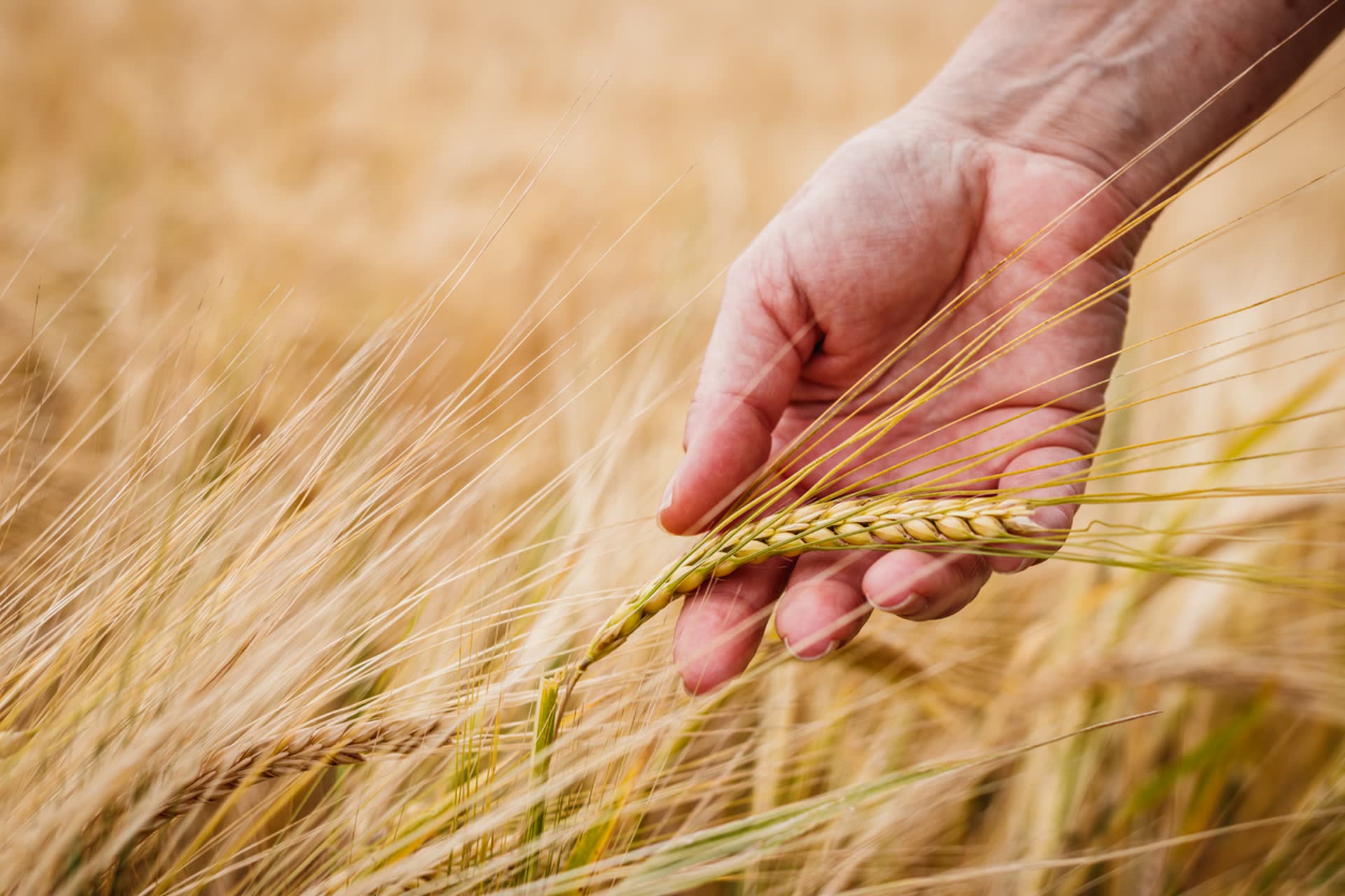 Malteries Soufflet and Heineken: together for the development of low-carbon barley production.